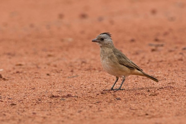 Wildlife - Birds Murchison 2