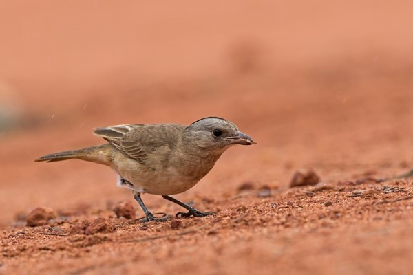 Wildlife - Birds Murchison