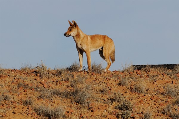 Wildlife - Dingo Murchison