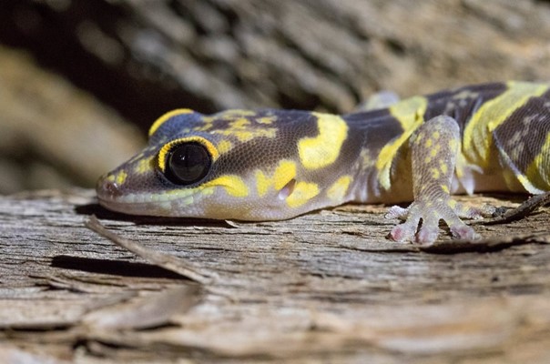 Wildlife - Gecko Murchison