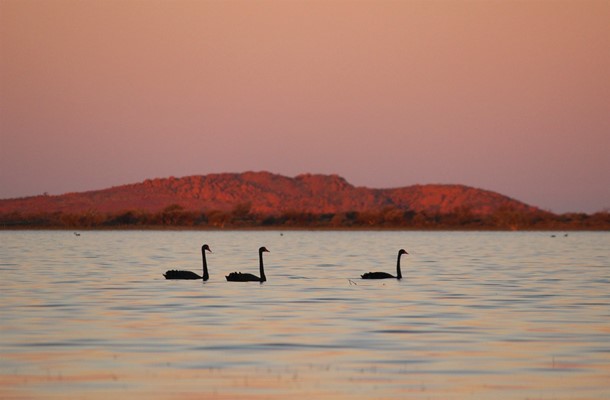 Wildlife - Swans Murchison