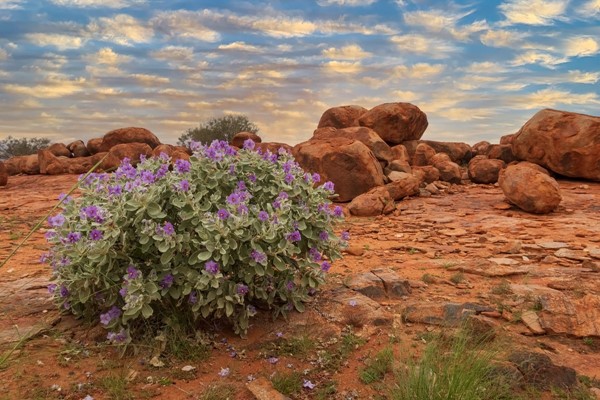 Murchison Landscape - Murchison Outback 2